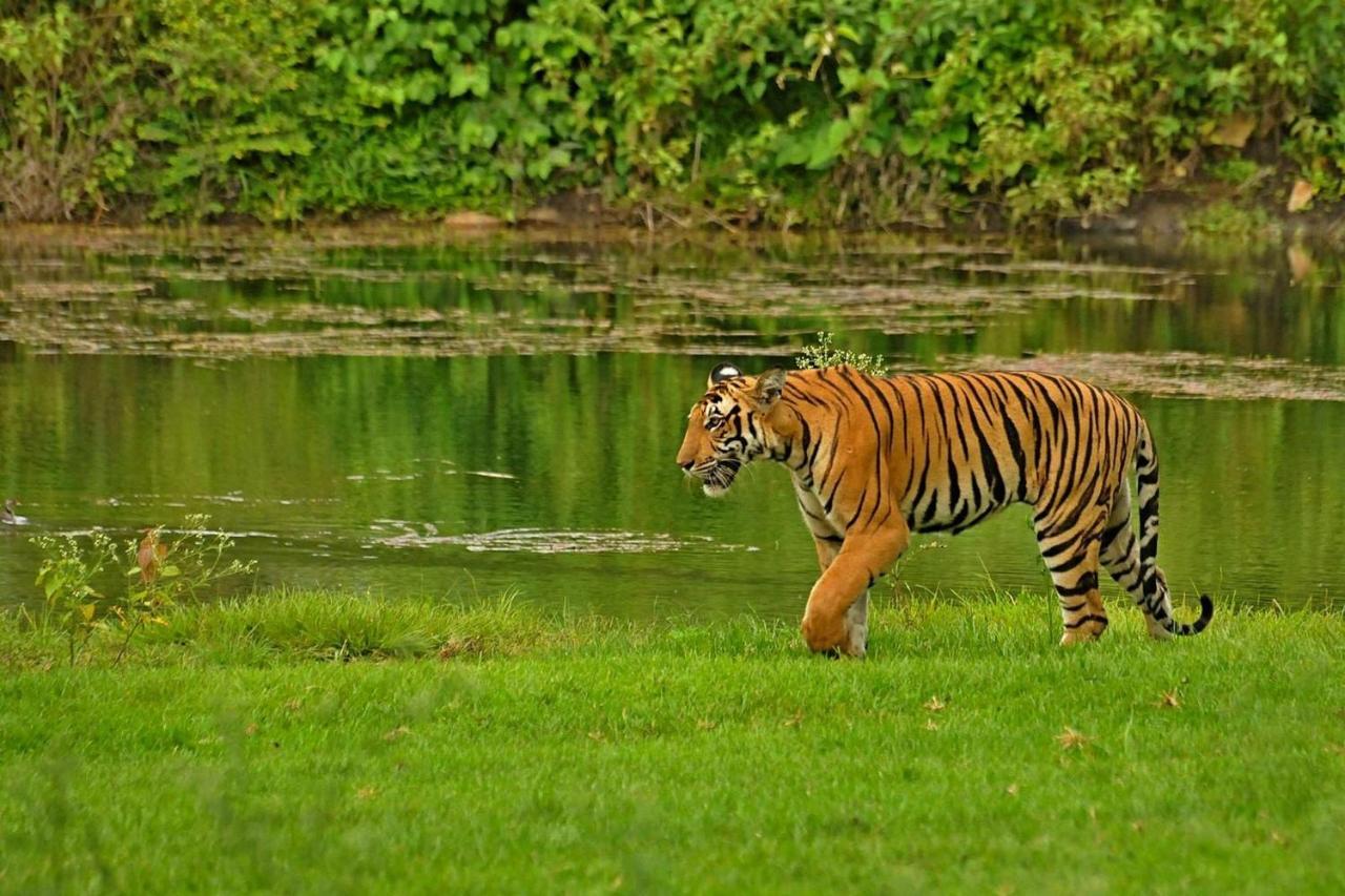 Sargur Jungle Trailz Kabini Bed & Breakfast エクステリア 写真