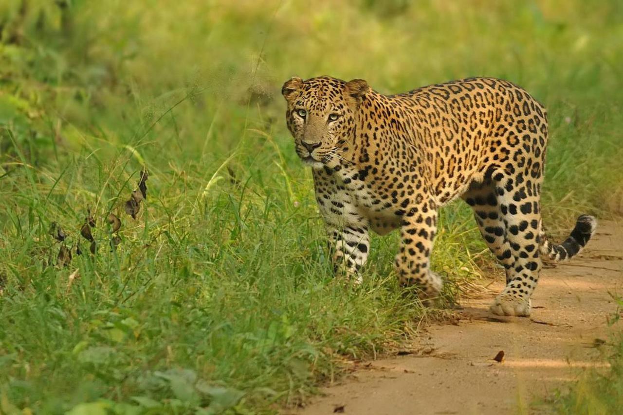 Sargur Jungle Trailz Kabini Bed & Breakfast エクステリア 写真